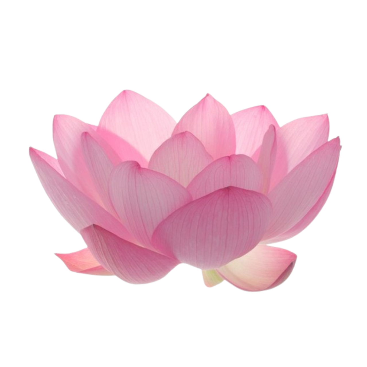 lotus